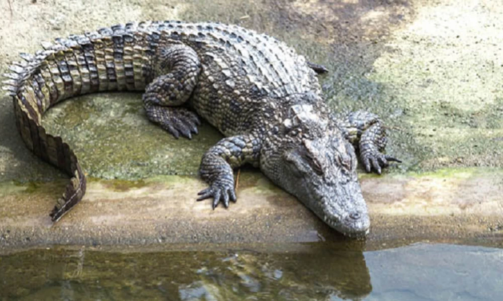 Φαφούτης κροκόδειλος άρπαξε 17χρονη και την έπνιξε (βίντεο)
